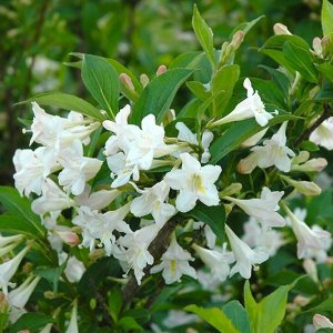 Vajgela kvetnatá (Weigela florida) ´BRISTOL SNOWFLAKE´ výška: 60-80 cm, kont. C2L